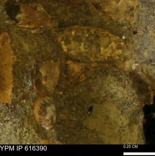 Protocardia subquadrata