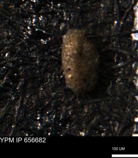 Miliammina manitobensis