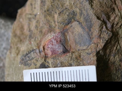 undet. Hyolithida