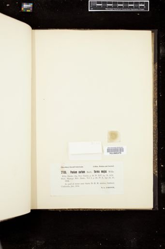 Penium curtum