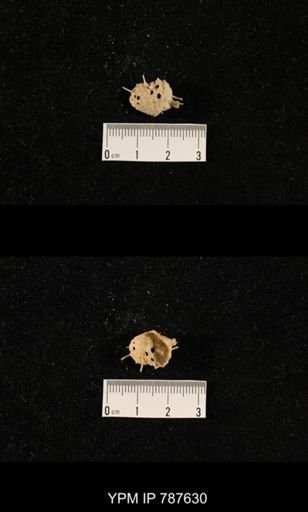 undet. Brachiopoda