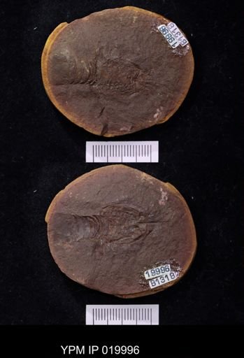 Anthracaris gracilis