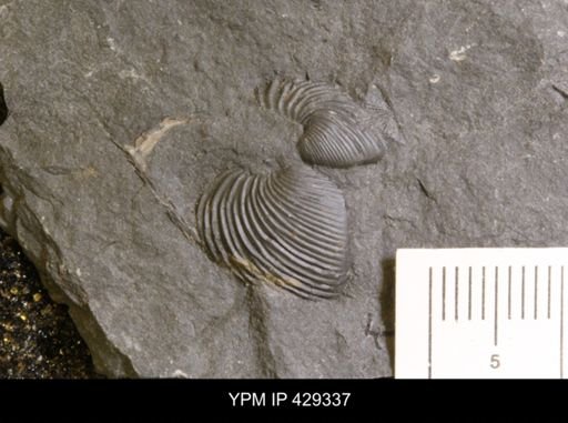 Grammysioidea sp.