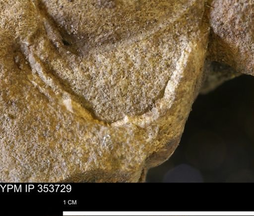 undet. Mollusca