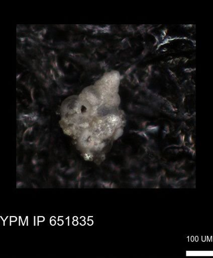 undet. Heterohelicidae