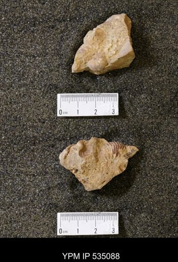 Scaphites cf. hippocrepis