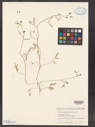 Floerkea proserpinacoides