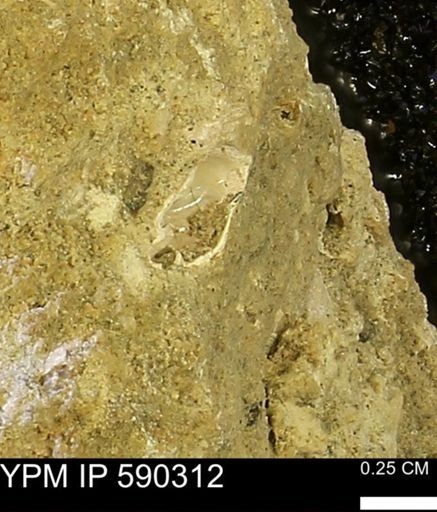 undet. Mollusca
