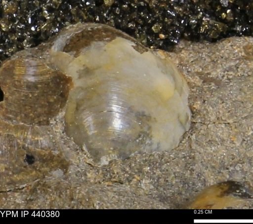 Protocardia subquadrata