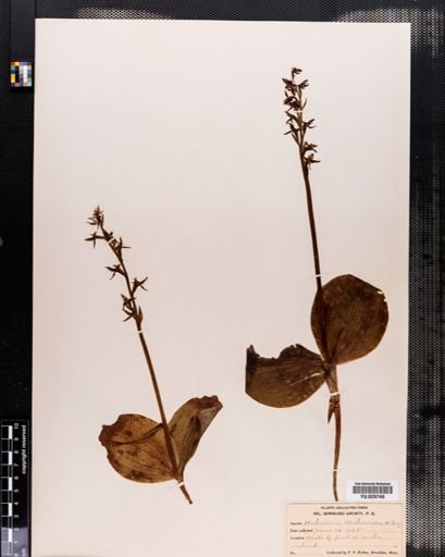 Habenaria