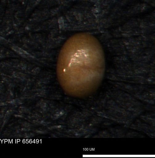 undet. Foraminiferida