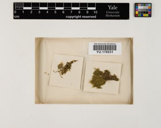 Plantae