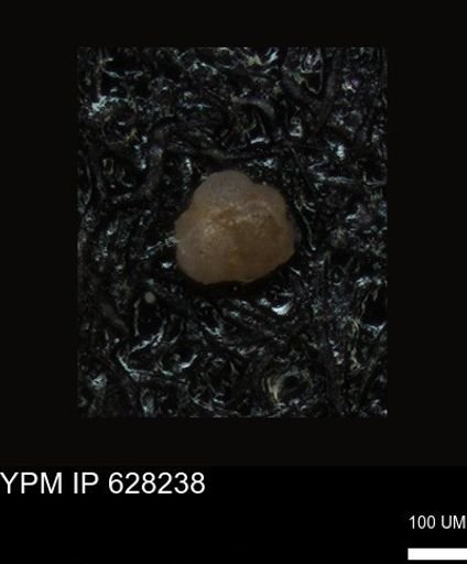 undet. Foraminiferida