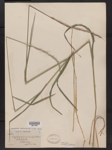 Elymus trachycaulus