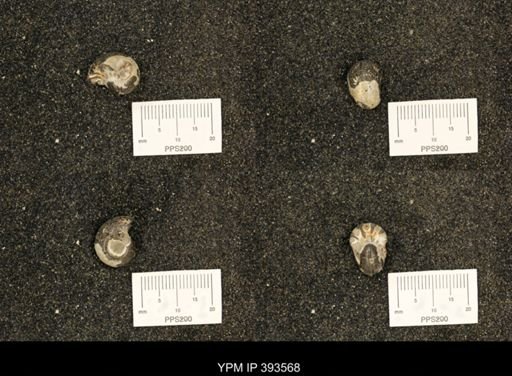 Pachydiscus complexus