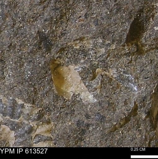 Scaphites sp.