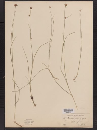 Rhynchospora alba