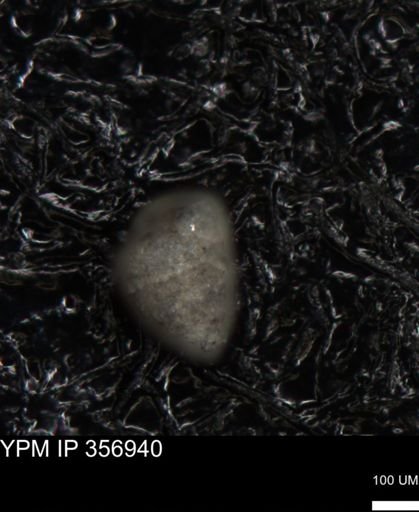 undet. Foraminiferida