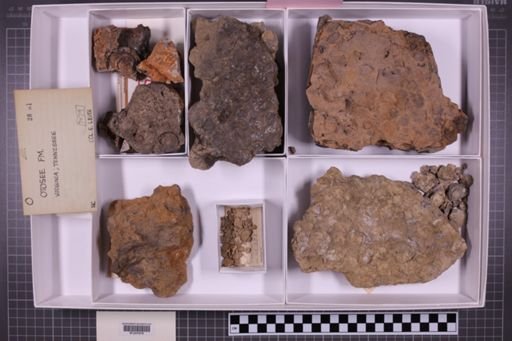 mixed taxa, stratigraphic collection