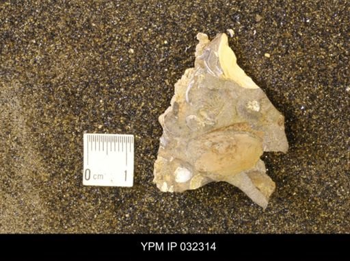 undet. Scaphitidae
