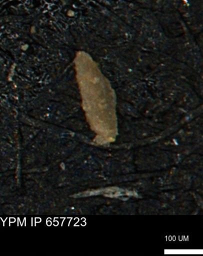 Miliammina cf. sproulei