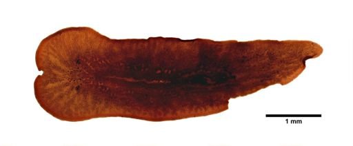 Gnesioceros sargassicola