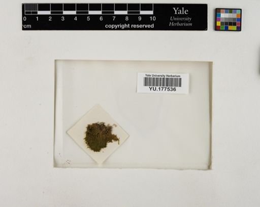 Plantae