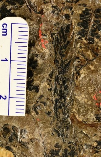 Lepidodendron