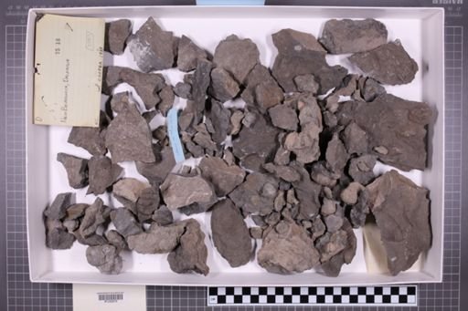 mixed taxa, stratigraphic collection