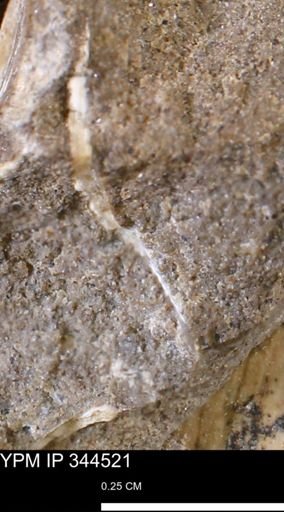undet. Bivalvia