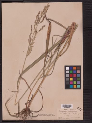 Sorghum halepense