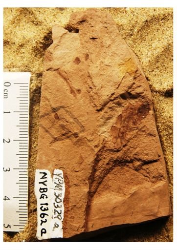 Carpites racemosus
