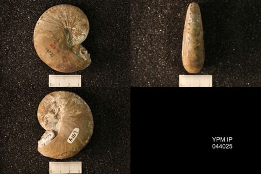 Hoploscaphites nicolletii