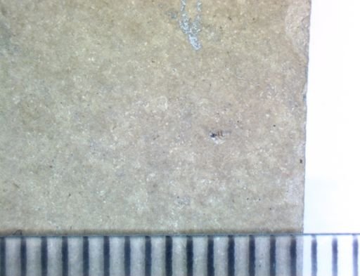 undet. Hexapoda
