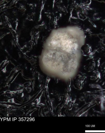 undet. Foraminiferida