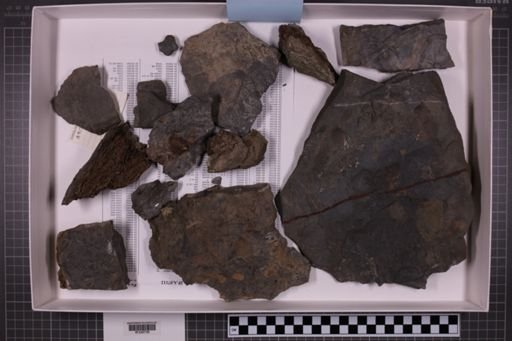mixed taxa, stratigraphic collection