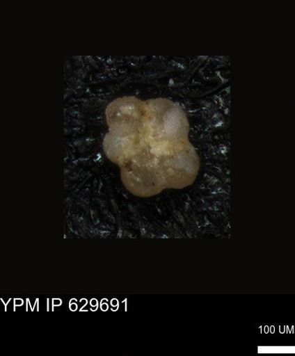 undet. Foraminiferida