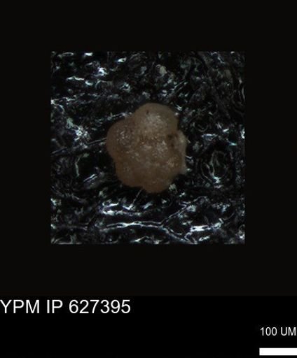 undet. Foraminiferida