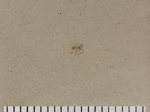 Araneae