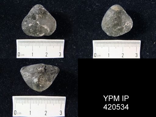 Gypidula comis