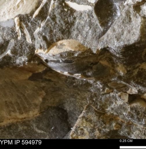 Protocardia sp.