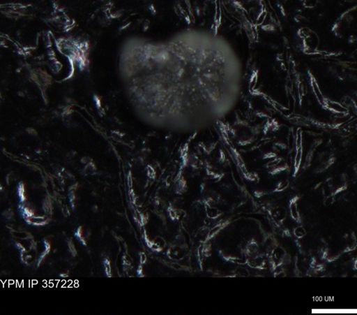 undet. Foraminiferida