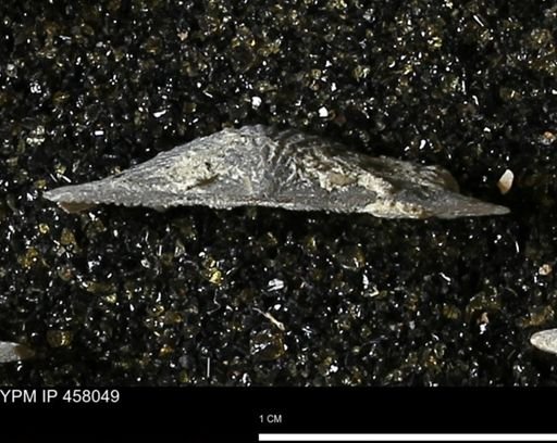 Strophodonta sp.