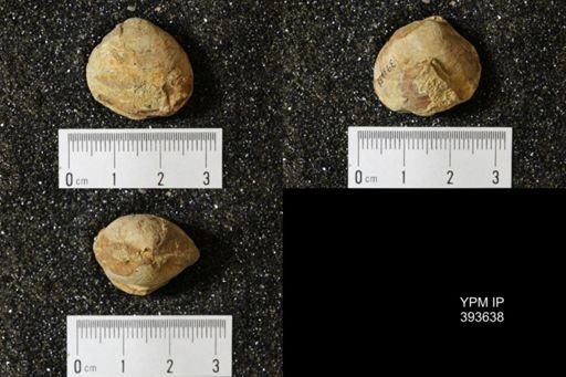 Corbicula?