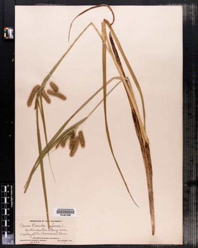 Carex pseudocyperus