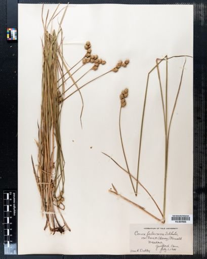Carex festucacea