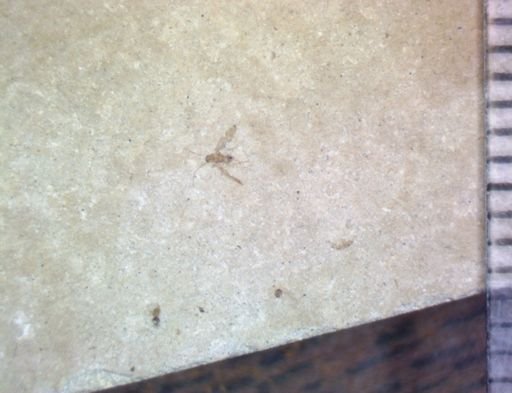 undet. Pterygota