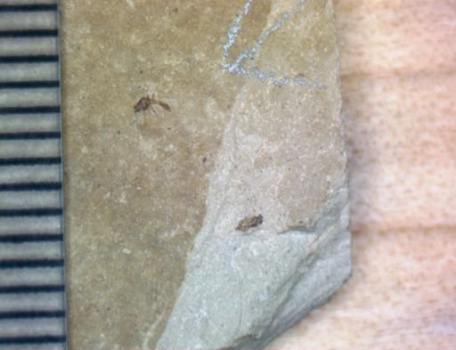 undet. Hexapoda