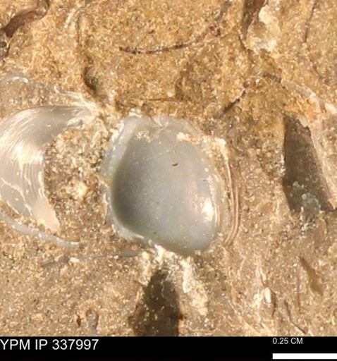 undet. Bivalvia