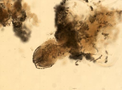 Gersemia rubiformis